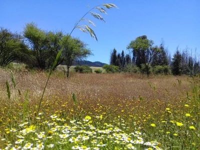 Agricola en Venta en Lolol, Colchagua