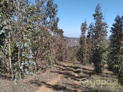 VENTA PARCELA 40000MTS Algarrobo