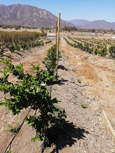 Venta Agricola Melipilla alhué, melipilla