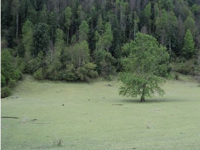 Campo de 8.2 hectareas en Villarrica KM15 a Lican Ray