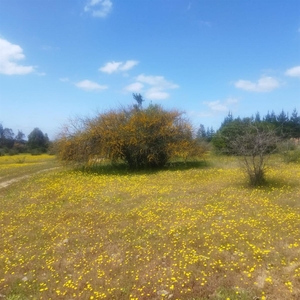 Propiedad Agricola en Venta en Cauquenes / Corredores Premium Chile SpA