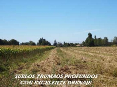 Agricola en Venta en Chillán, Ñuble