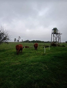 Venta Sitio Los muermos Campo El Melí