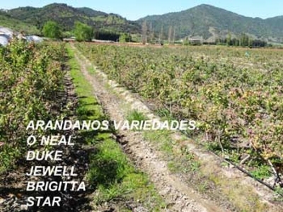 Agricola en Venta en Palmilla, Colchagua