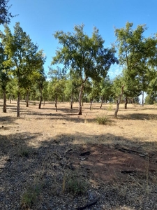 Parcela en Venta en Ruta M-770 Camino los Despachos Cauquenes, Cauquenes