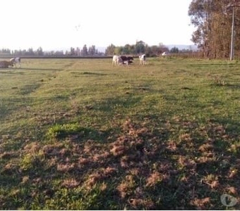 Sitio o Terreno en Venta en Chimbarongo / Corretajes Prosal