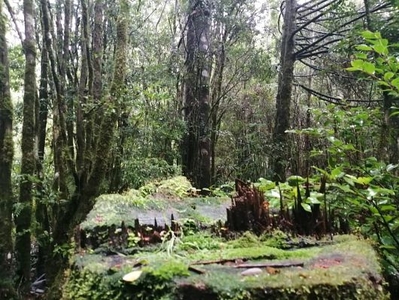 Venta Sitio Puerto varas Carretera camino a Ensenada km.9 1/2