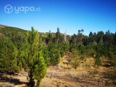 Terreno forestal de 34 há en Purapel San Javier