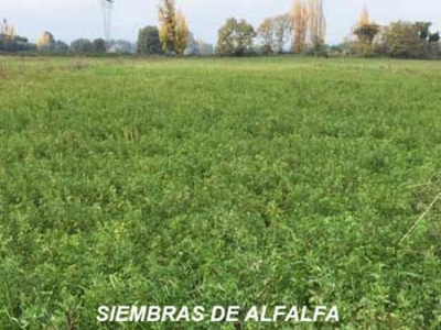Agricola en Venta en Linares, Linares